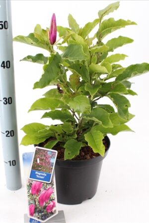 Magnolia  Susan 40-50 P23