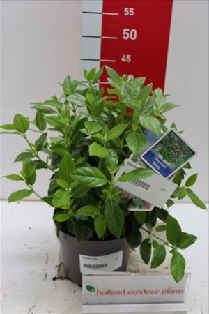 Viburnum tinus 30-40 P19