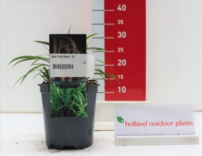 Carex Irisch Green 15-20 P17