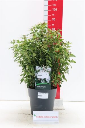 Viburnum tinus Eve Price 50-60 P28