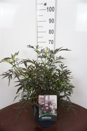 Sambucus nigra Black Lace 40-50 P28