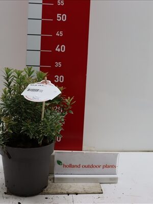 Pieris japonica Litte Heath 15-20 P17