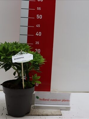 Pieris japonica Sarabande 15-20 P17