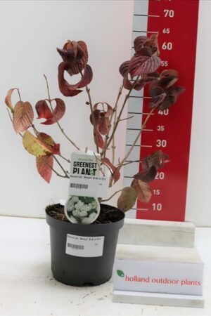 Viburnum plicatum Newport 30-40 P19