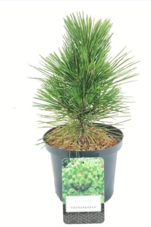 Pinus thunbergii Thunderhead 20-25 P17