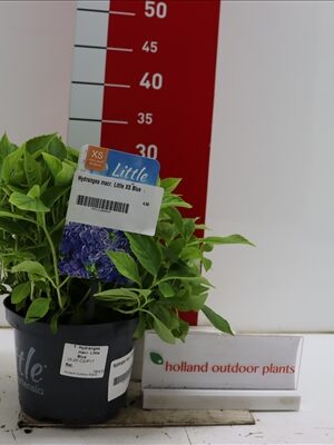 Hydrangea macrophylla Little XS Blue 15-20 P17