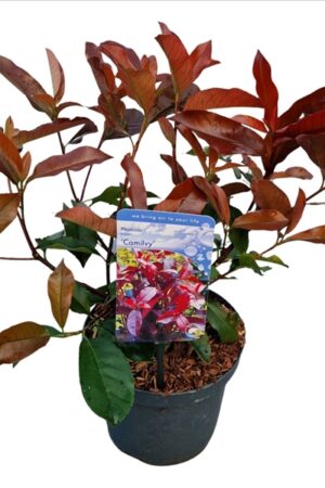 Photinia fraseri Camilvy 30-40 P19