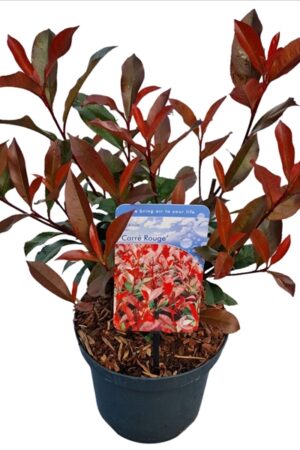 Photinia fraseri Carre Rouge 20-25 P19