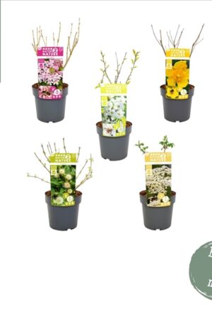 Nature 2 Nature Bee mix 40-50 P19