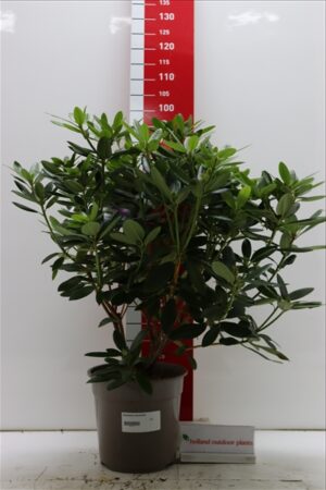Rhododendron Hybride 60-70 P28