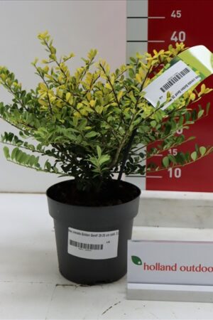 Ilex crenata Golden Gem  P17