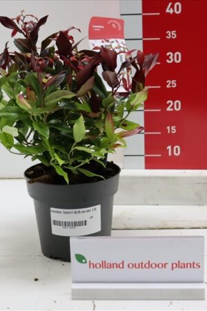 Leucothoe Zeblid  P17