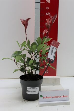 Photinia fraseri Red Robin  P17