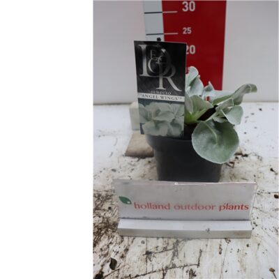 Senecio Angel Wings  C2