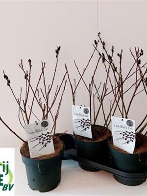 Salix  Melanostachys 60 p19